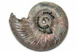 Iridescent, Pyritized Ammonite (Quenstedticeras) Fossil - Russia #336222-1